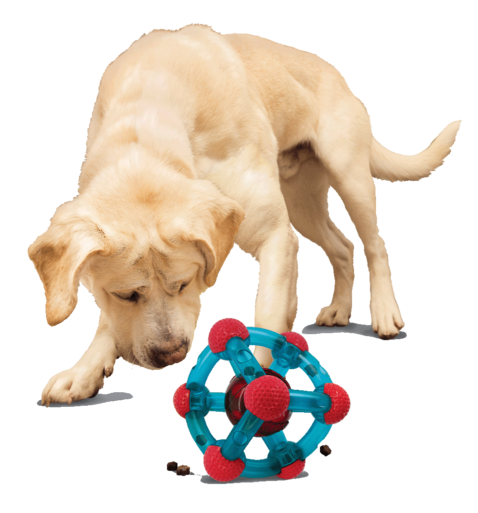 KONG Rewards Tinker M/L