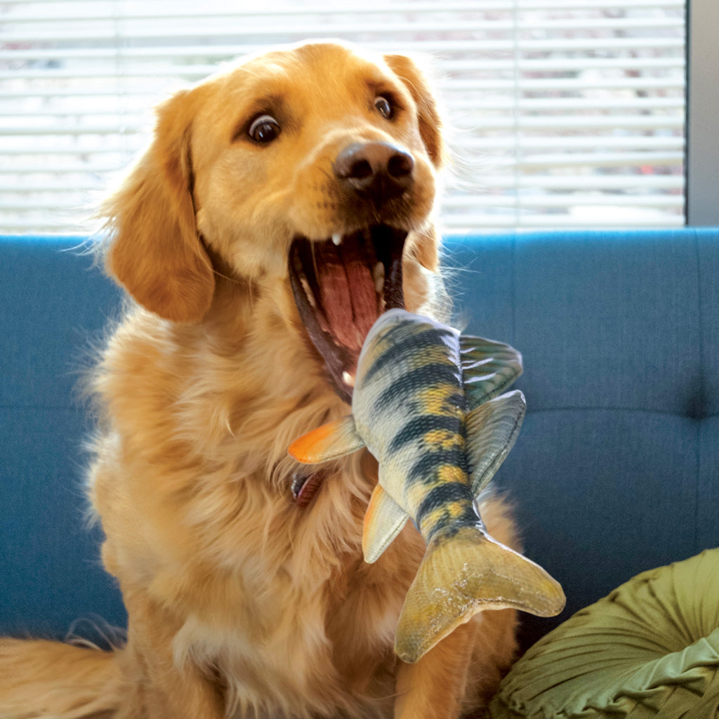 KONG Wild Shieldz Perch M