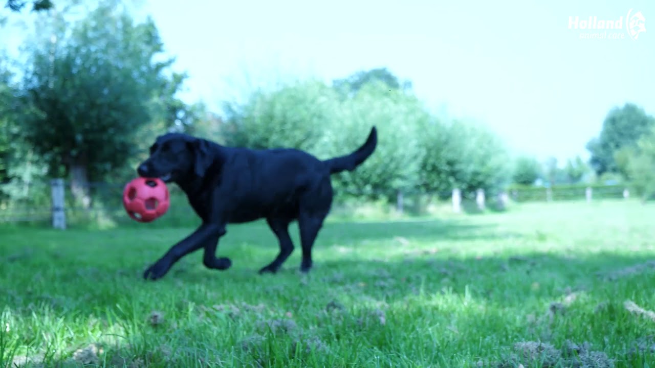 Dental Ears Large 6 St.