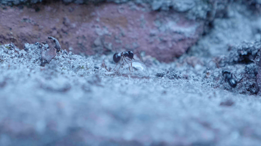 Knock Pest Mieren Gel 5 g