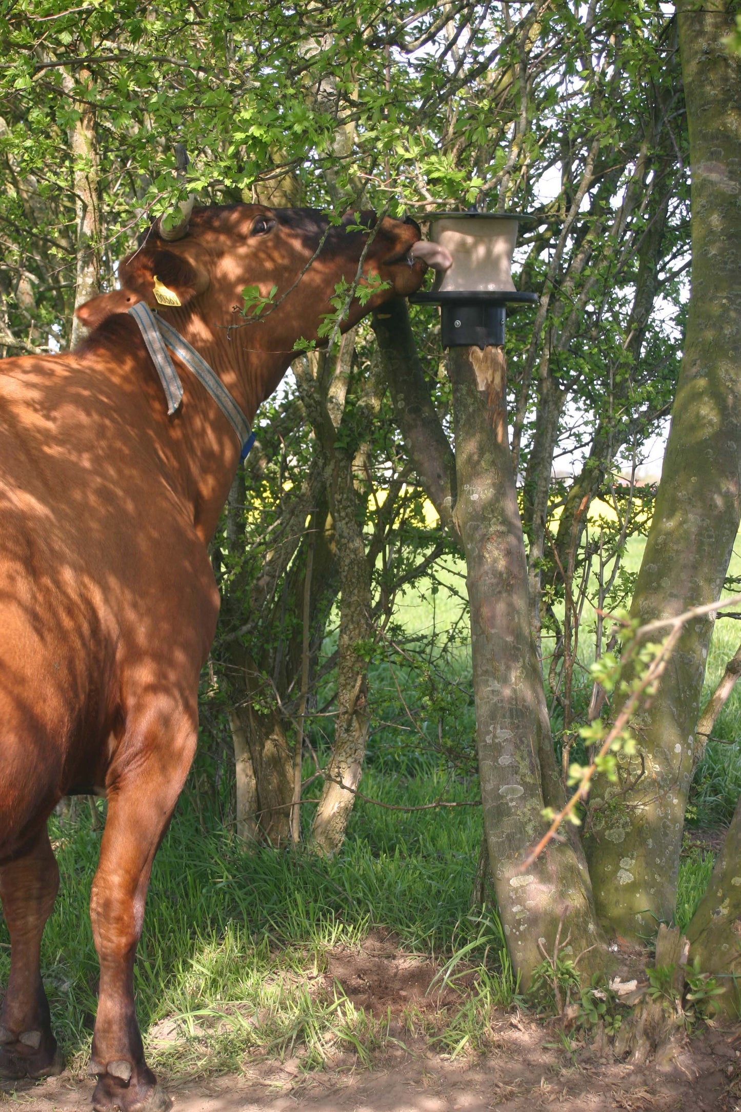 vPlast Lecksteinhalter Pfahl