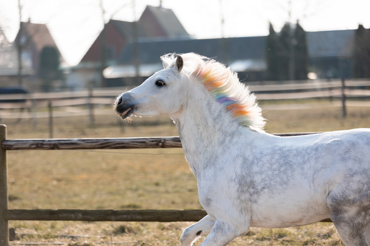 Lucky Horse Unicorn Regenbogenfarbige Kreide