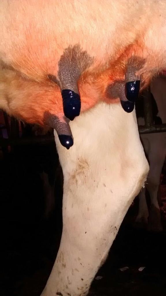 Excellent Maxi Dry Cow Teat Seal 250 ml by Hoffreund
