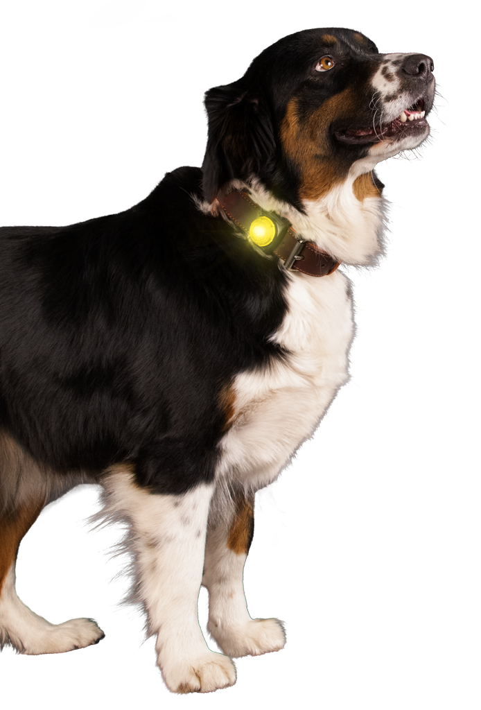 Nightwalk Safety Light Gelb