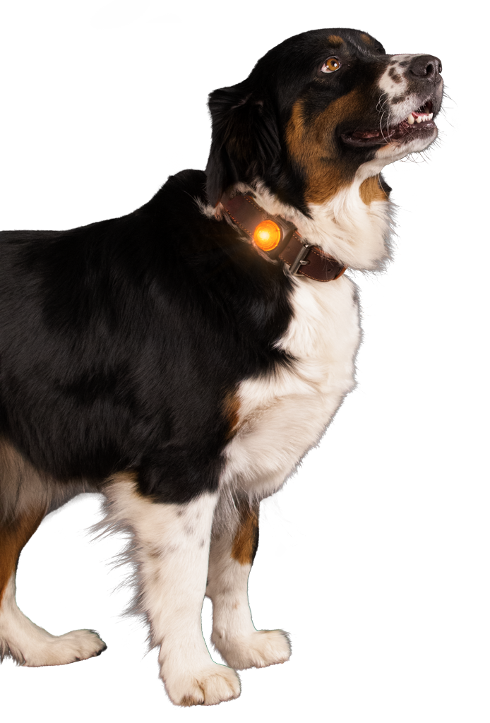 Nightwalk Safety Light Orange