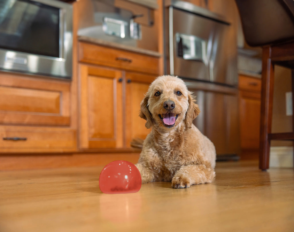 Outward Hound Orbee-Tuff Snoop S Rot (Lil' Snoop)