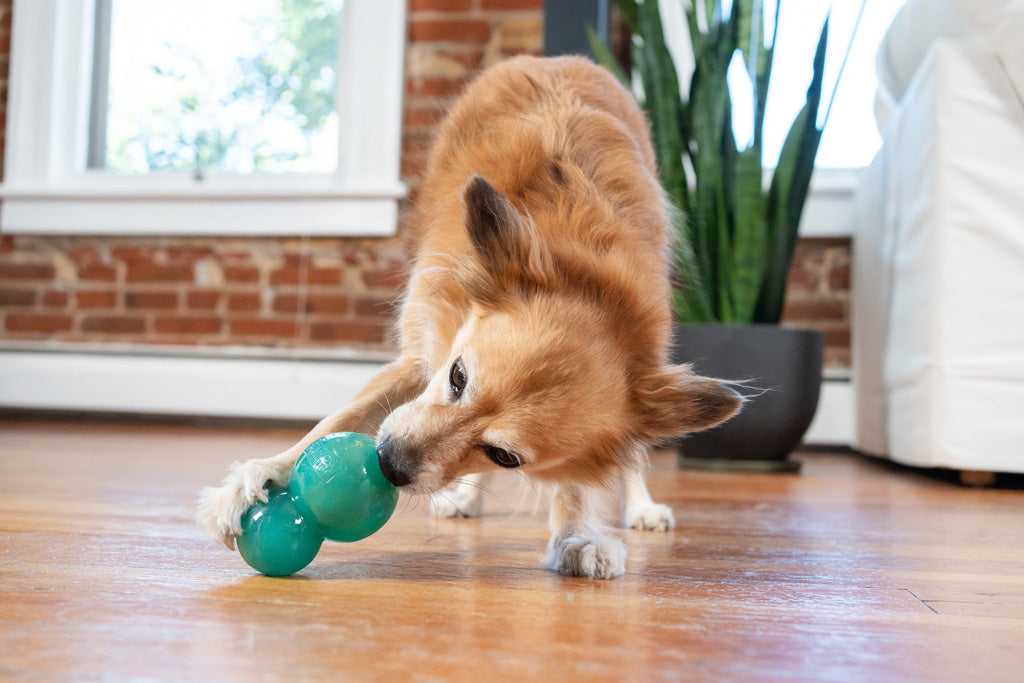 Outward Hound Double-Tuff M Blau