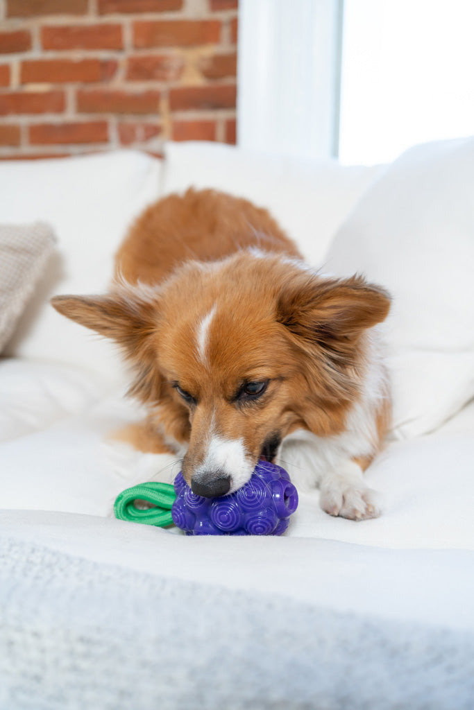 Outward Hound Dental Grapes