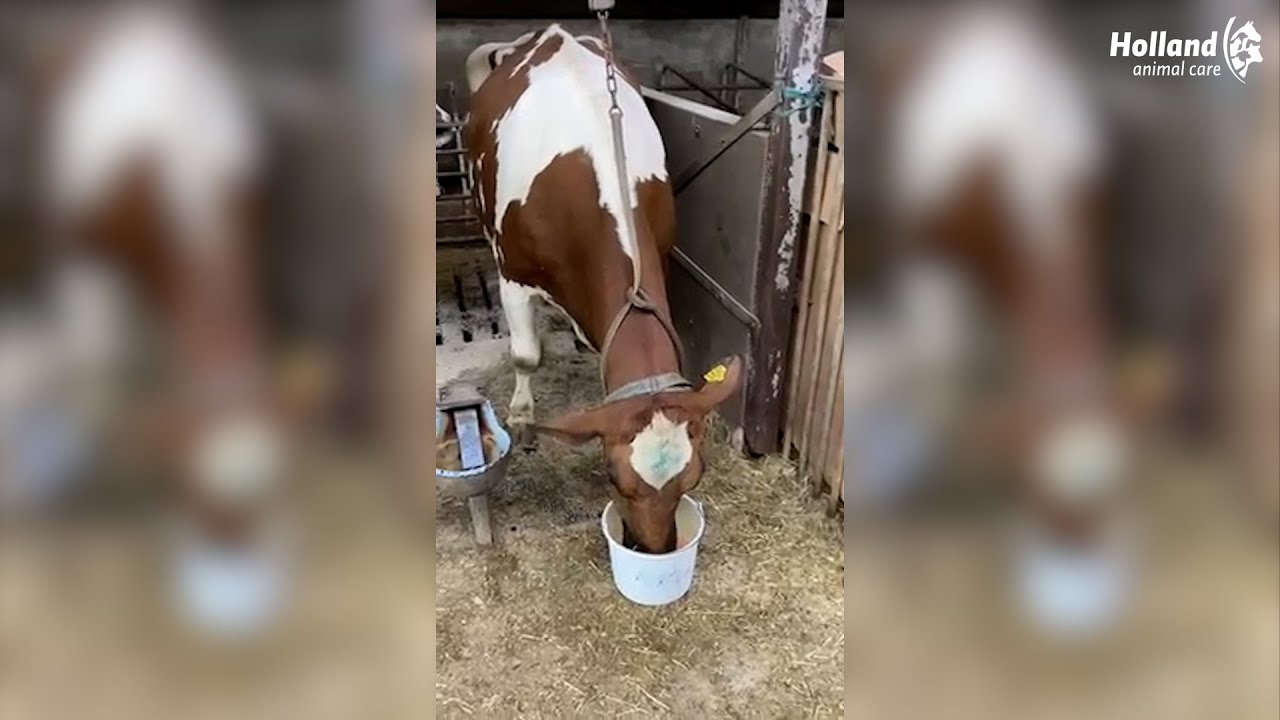 Excellent Abkalbetrunk 500 g