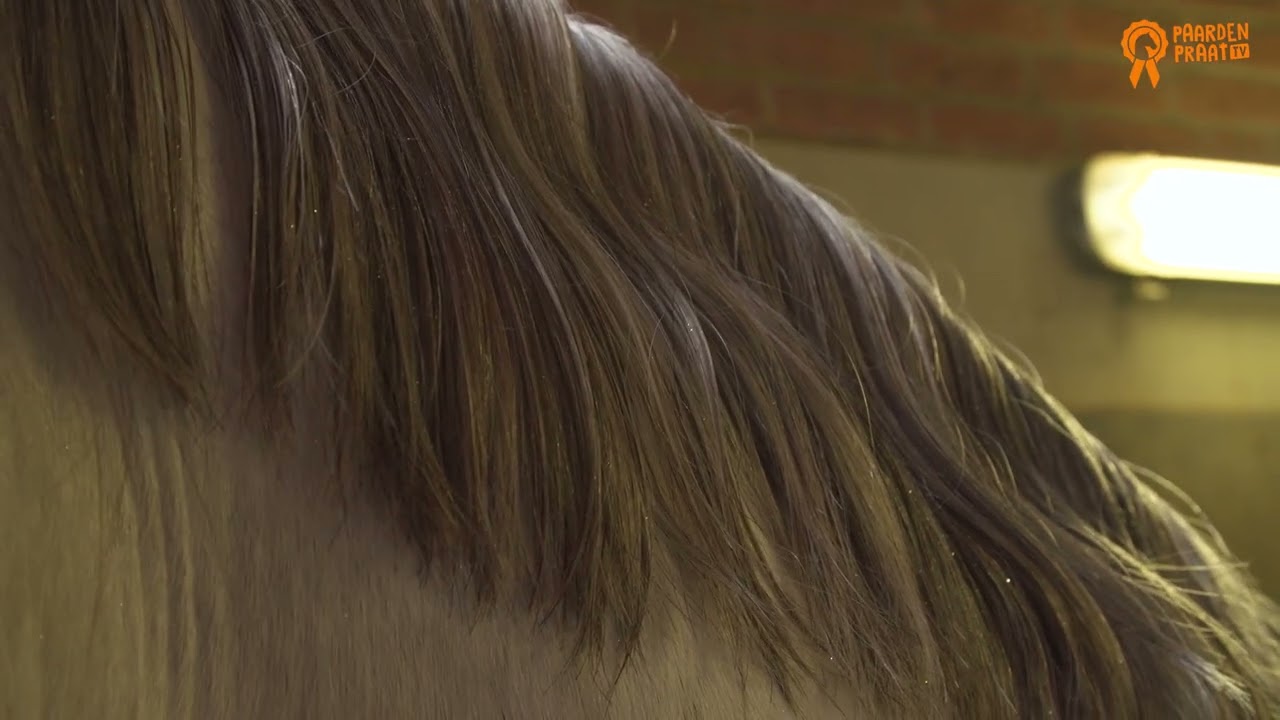 Paardenpraat TV Glitter Glamour Spray Gold