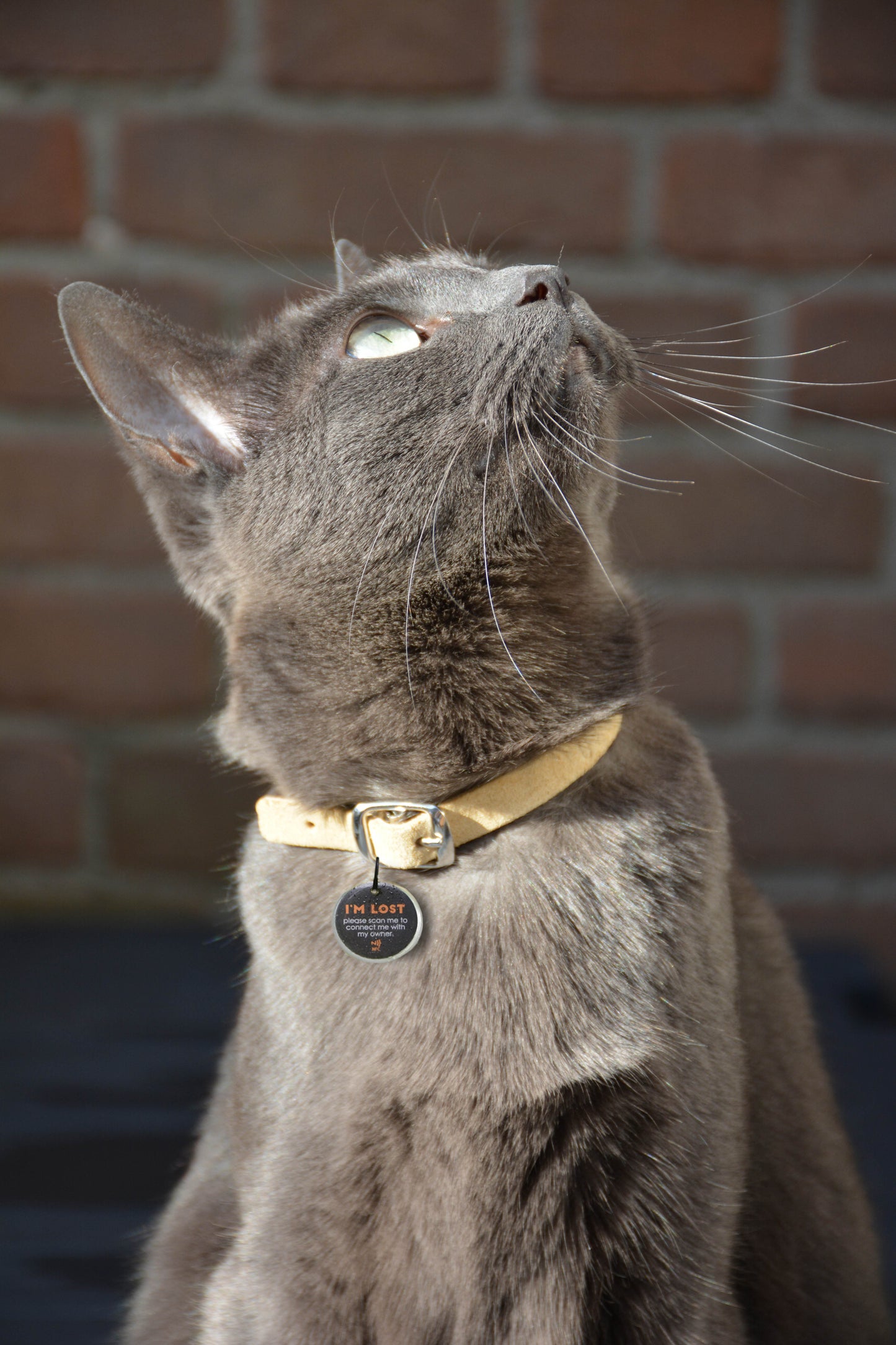 Spotted! Pro Hund & Katze S