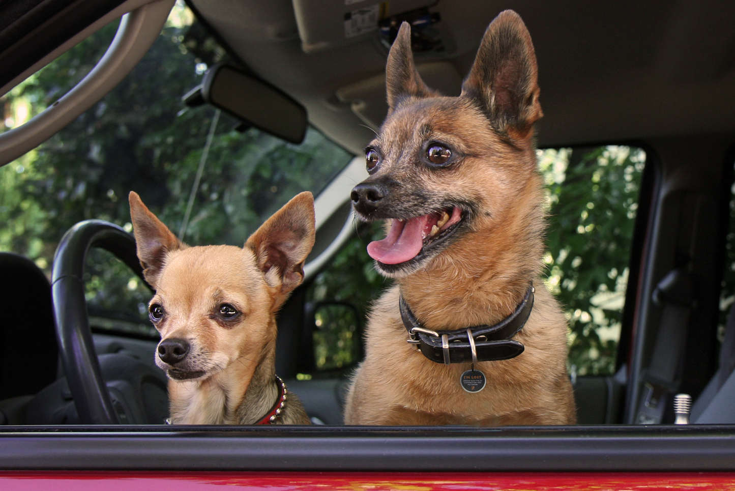 Spotted! Pro Hund & Katze S