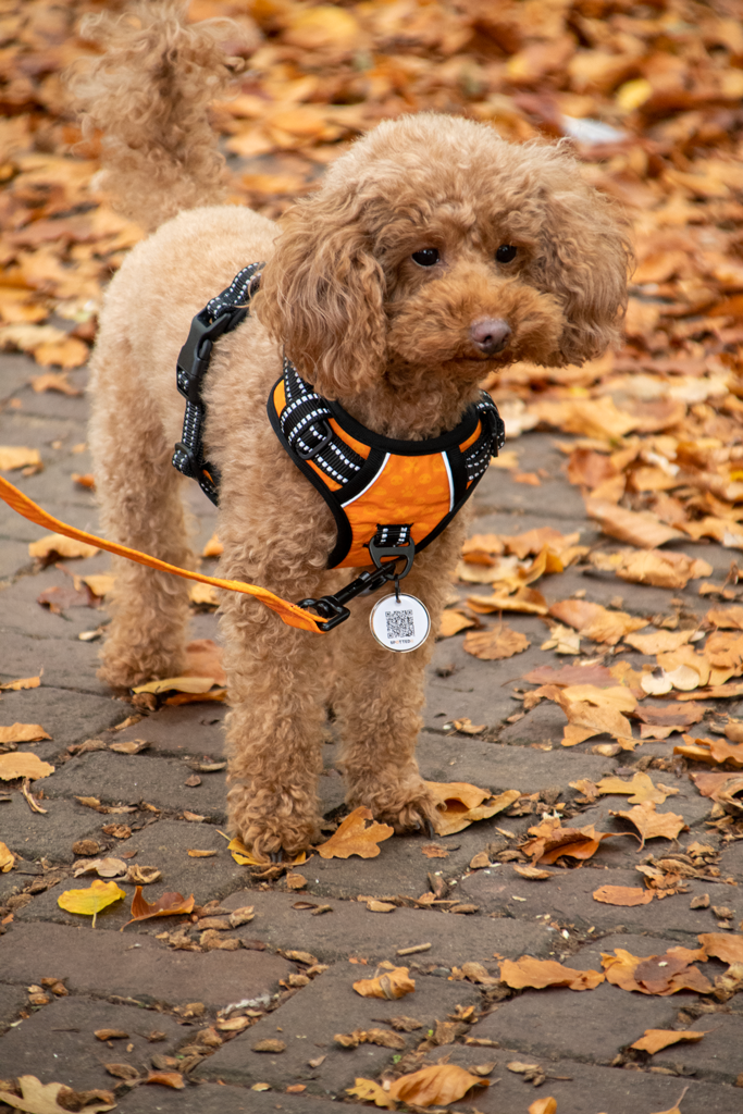 Spotted! Pro No Pull Harnas Dunkelgrau XXS