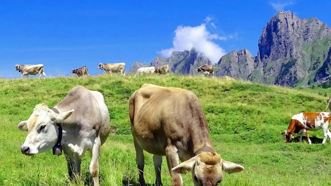 SwissCowers Cheese Bars Seaweed L