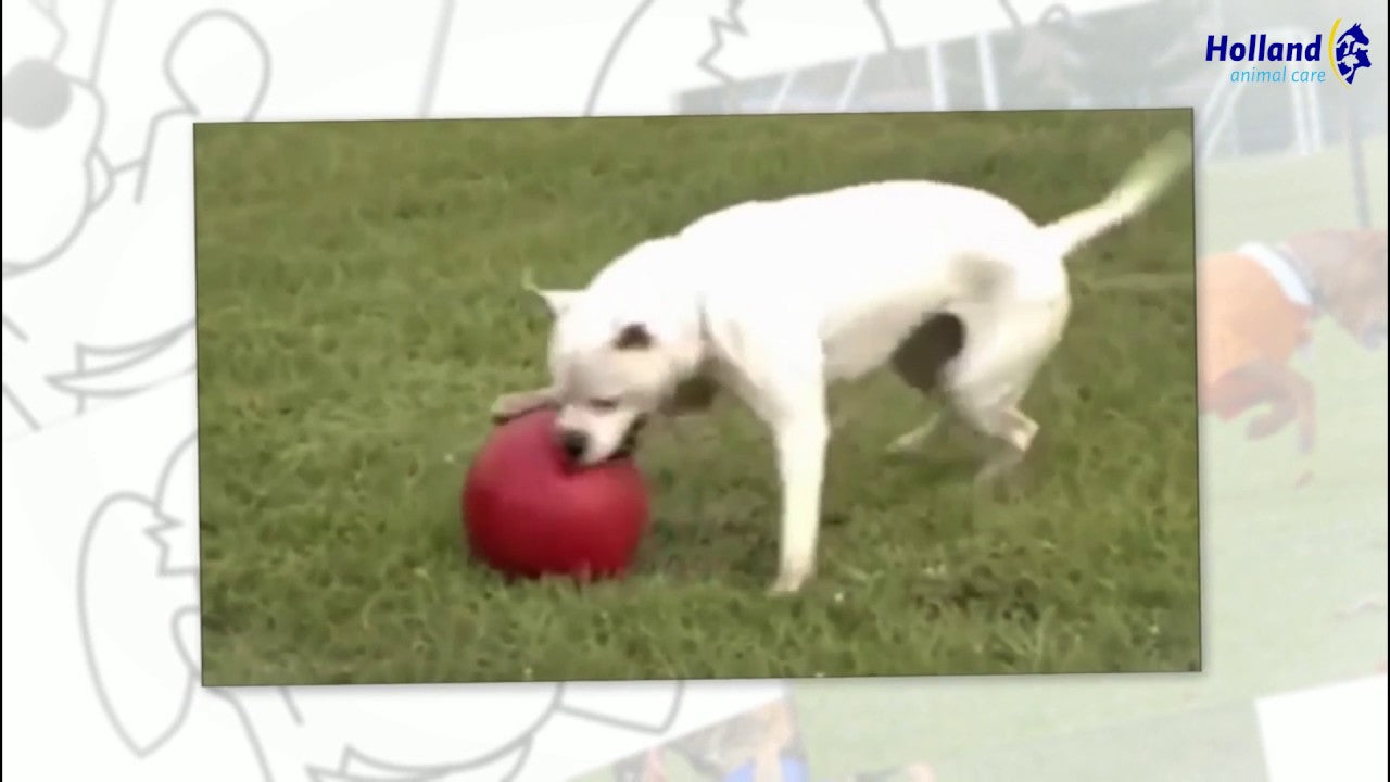 Jolly Push-n-Play Blau XL (35 cm)