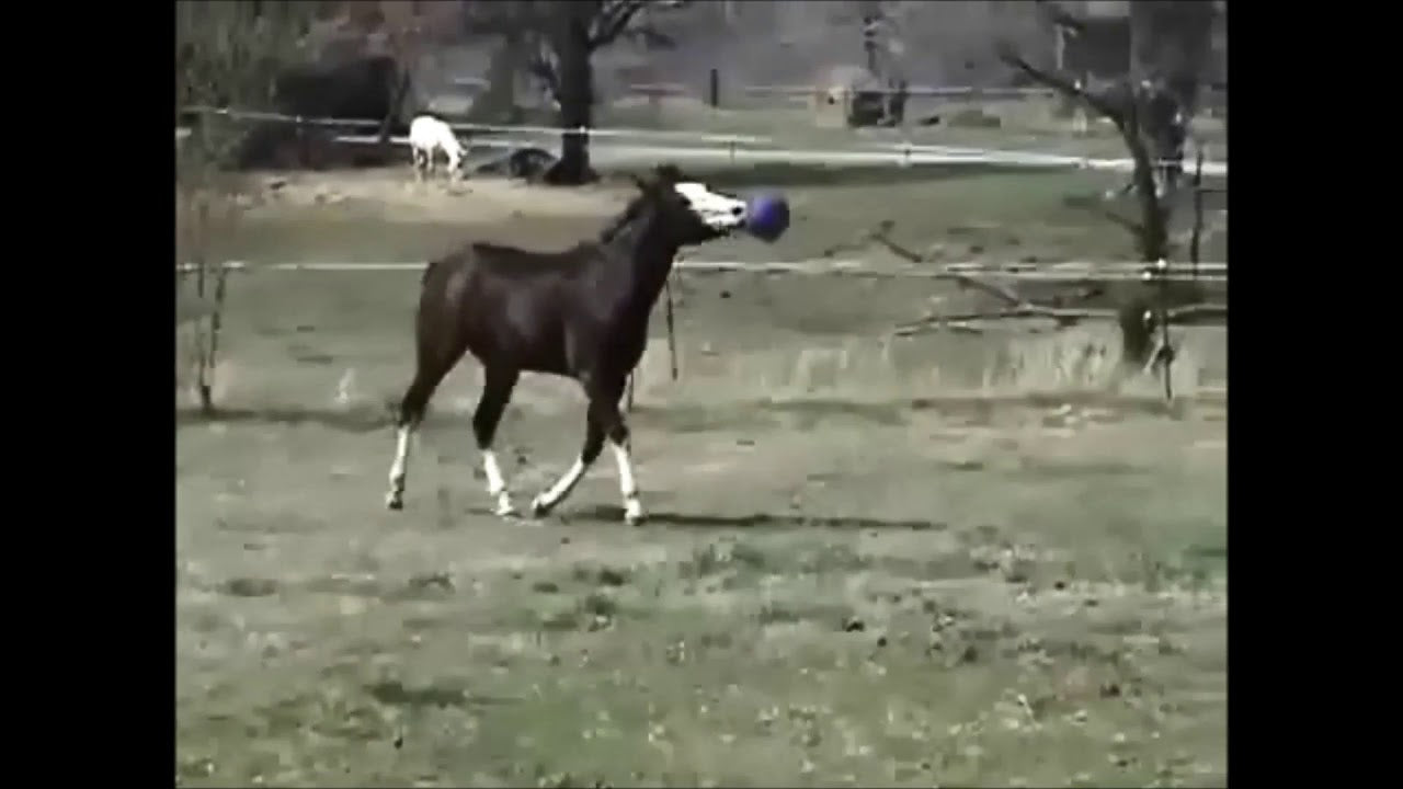 Jolly Ball Pfefferminz