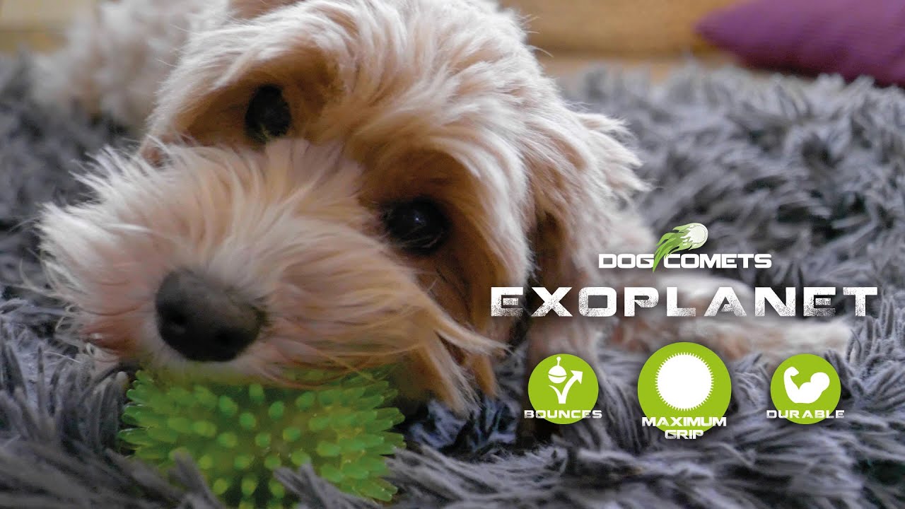 Dog Comets Exoplanet Igelball M Orange