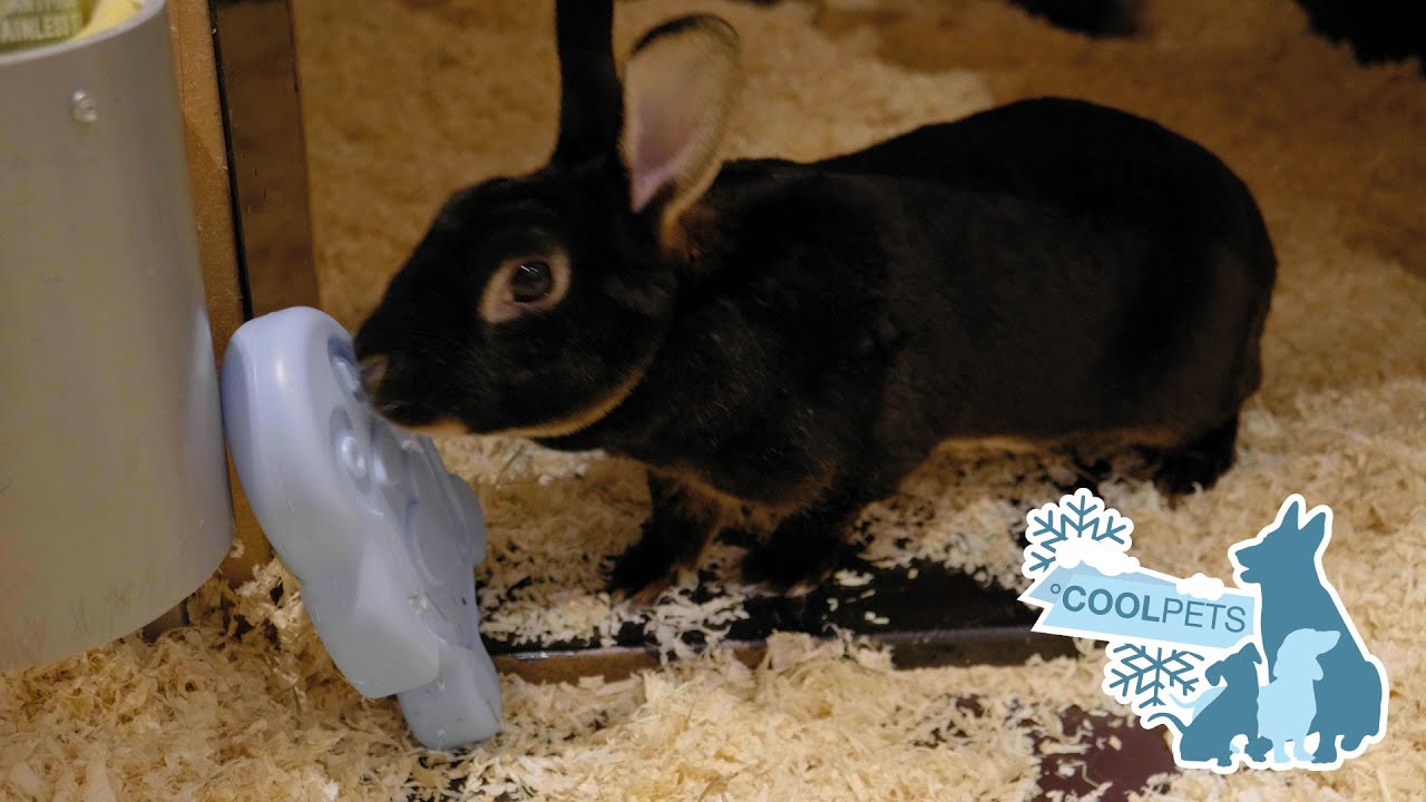 CoolPets Cooling Ice Penguin