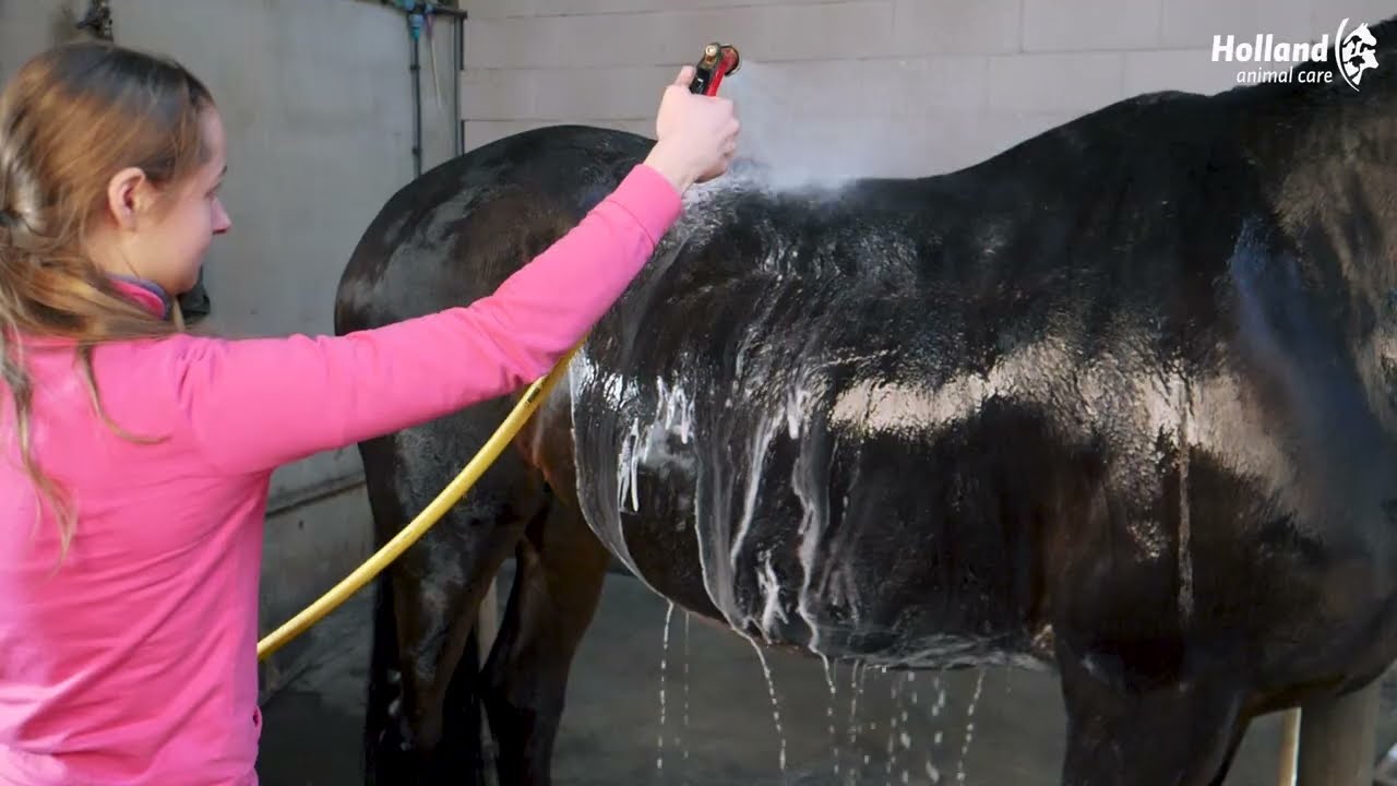 Excellent Horse Grooming Brush M Rosa