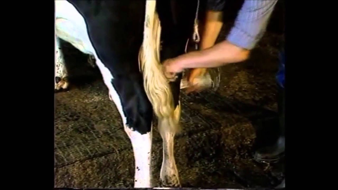 Vink Hufbügel Griff für Winde