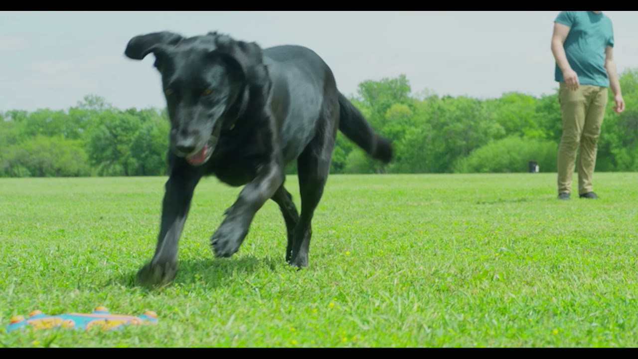 Chuckit! Whistle Flight