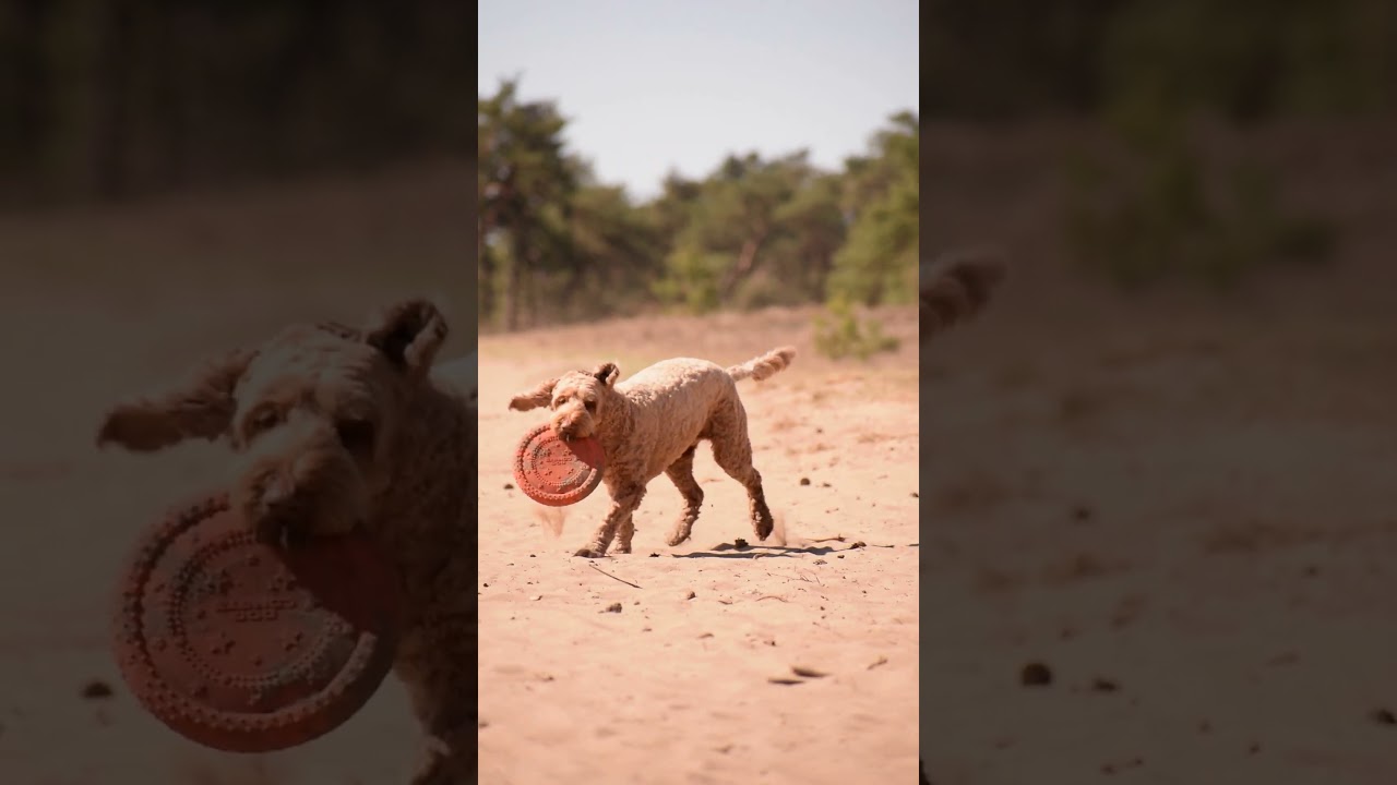 Dog Comets UFO Flyer Orange