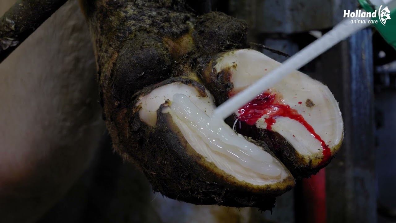 Excellent Easy2do Glue Startpaket 200 ml 10 Anw.