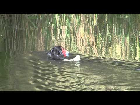 Chuckit! Amphibious Bumper M