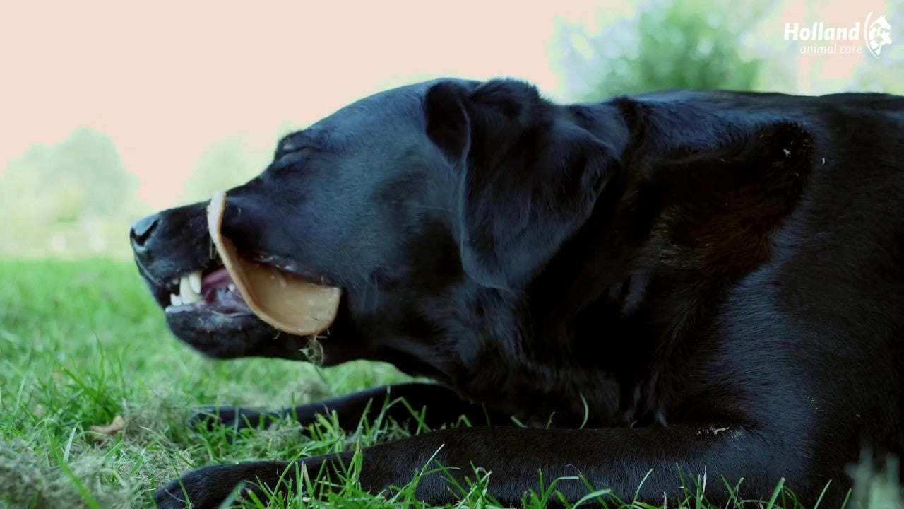 Dental Ears Medium 48 St.